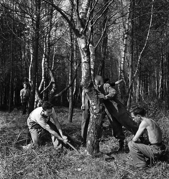 Forestry Commission Workers planting a new forest at Thetford Chase in Norfolk