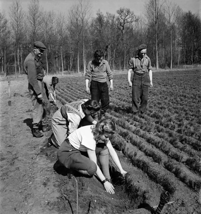 Framed Print : Forestry Commission Workers planting a new forest at Theford Chase in Norfolk Framed Print : Forestry Commission Workers planting a new forest at Theford Chase in Norfolk