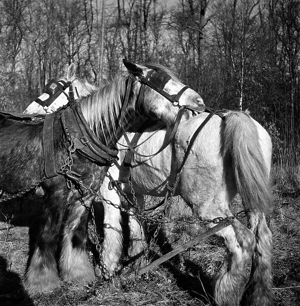 Two Forestry Commisson Ponies take a break from hauling logs. January 1949 O11276