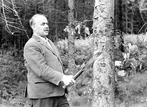 A forestry worker marking the trees for felling with a lethal looking instrument in 1970