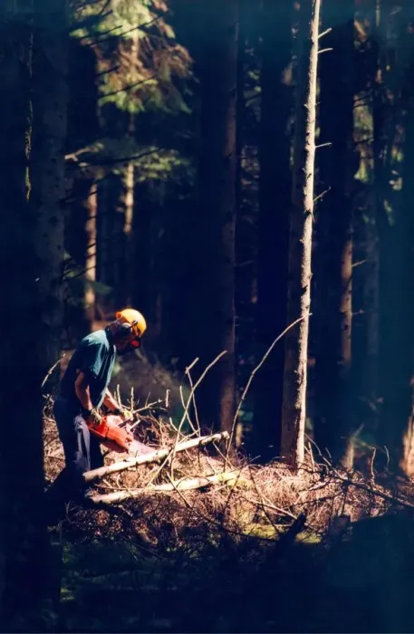 Framed Print : Forestry worker Mike Sanderson helping to bring in the record harvest at Keilder in 1998 Framed Print : Forestry worker Mike Sanderson helping to bring in the record harvest at Keilder in 1998