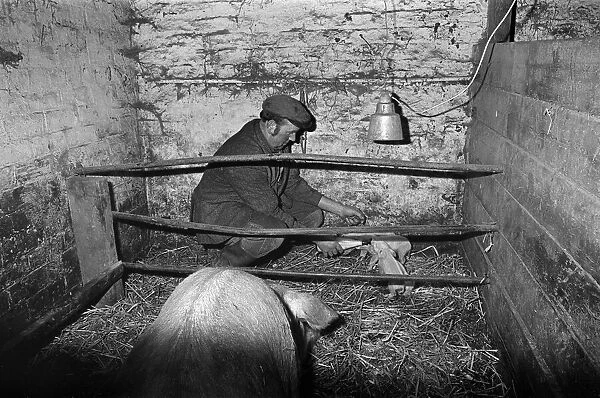 Foster mother for piglets. 1975