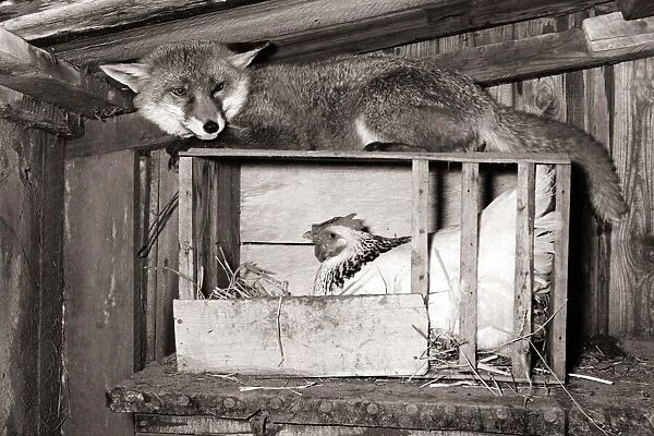 A fox keeps guard of a chicken my sitting on top of her roosting box circa 1976