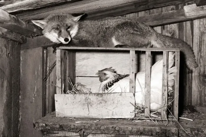 Framed Print : A fox keeps guard of a chicken my sitting on top of her roosting box circa 1976 Framed Print : A fox keeps guard of a chicken my sitting on top of her roosting box circa 1976