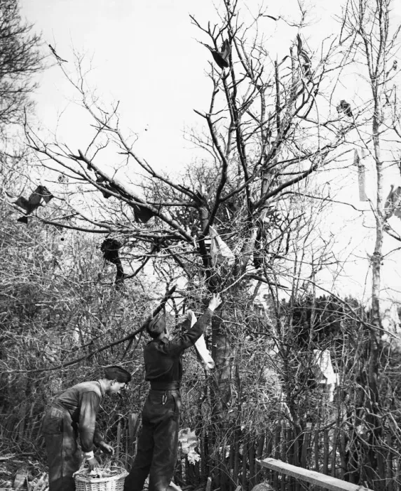 Framed Print : Fragments of clothing thrown into a tree by bomb blasts in the South East of England Framed Print : Fragments of clothing thrown into a tree by bomb blasts in the South East of England