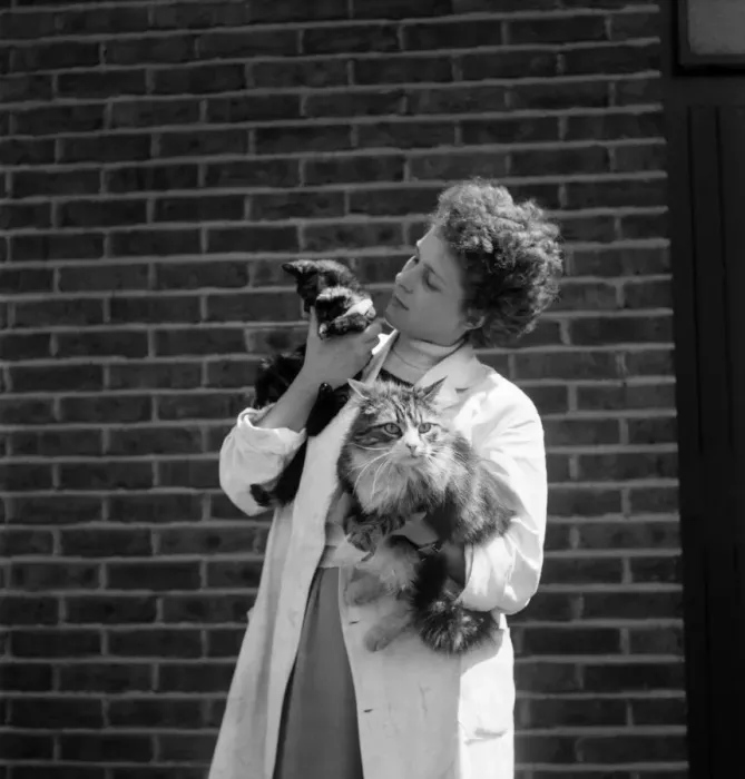 Framed Print : Frances Dunne with her pet cats. May 1952 C2841-003 Framed Print : Frances Dunne with her pet cats. May 1952 C2841-003