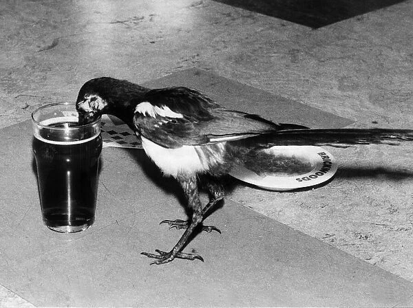 Fred the beer drinking Magpie seen here enjoying a pint August 1979