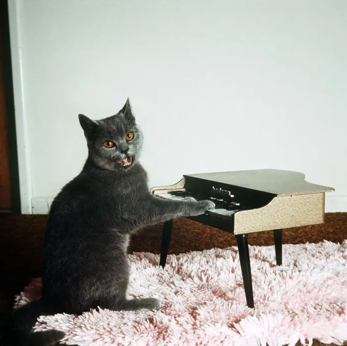 Framed Print : Fred the Cat - March 1984 playing a mini piano Framed Print : Fred the Cat - March 1984 playing a mini piano