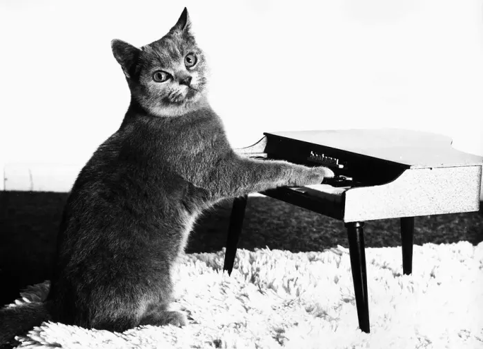Framed Print : Fred the Cat playing toy piano 1984 Framed Print : Fred the Cat playing toy piano 1984