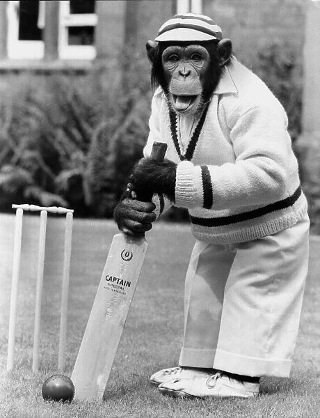 Fred the chimp at Twycross Zoo in Leicestershire, is all set to take on any fast bowler