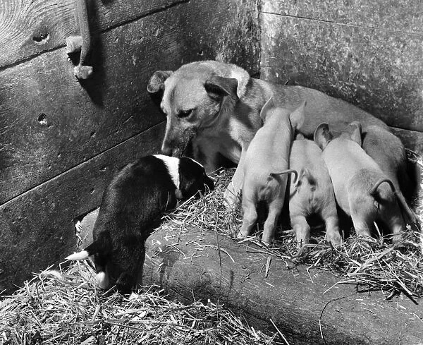 Freda the bitch who lost all but one of her litter is being a foster mum to a litter of