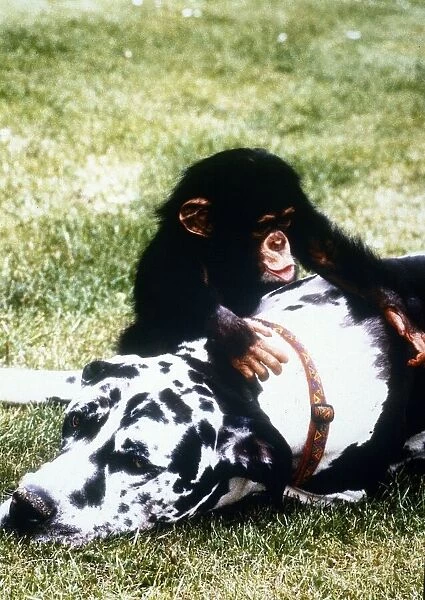 Freddie the Great Dane with Baby Chimp Teddy January 1995