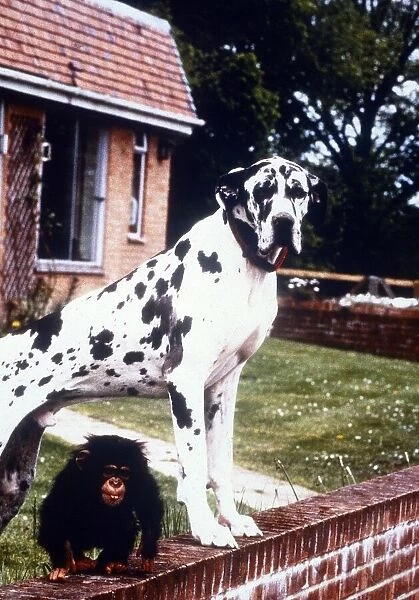Freddie the Great Dane with Baby Chimp Teddy January 1995