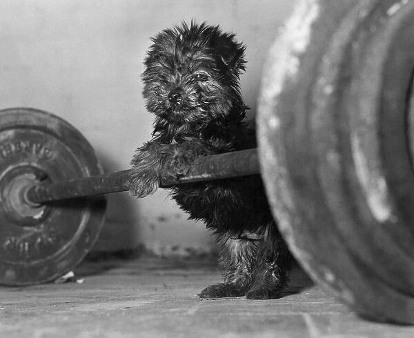 Freddie the Yorkshire Terrier tries his hand at weightlifting with his masters barbell