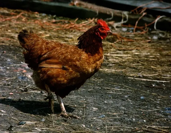 Framed Print : A free range chicken on walk about on his farm. 7th October 1989 Framed Print : A free range chicken on walk about on his farm. 7th October 1989
