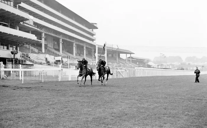 Framed Print : French horse Sea Bird II in training the day before the Epsom Derby horse race Framed Print : French horse Sea Bird II in training the day before the Epsom Derby horse race