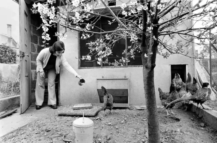 Framed Print : French housewife Mrs. Maria Quaranta feeds the family chickens in their back garden Framed Print : French housewife Mrs. Maria Quaranta feeds the family chickens in their back garden