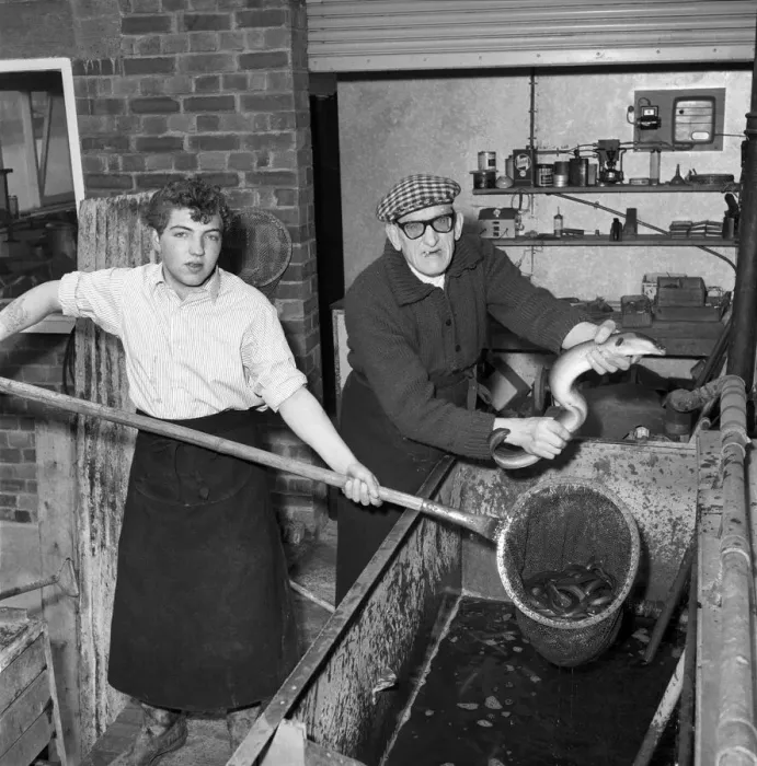 Framed Print : Freshly caught eels seen here being prepare to be made in to East London Framed Print : Freshly caught eels seen here being prepare to be made in to East London