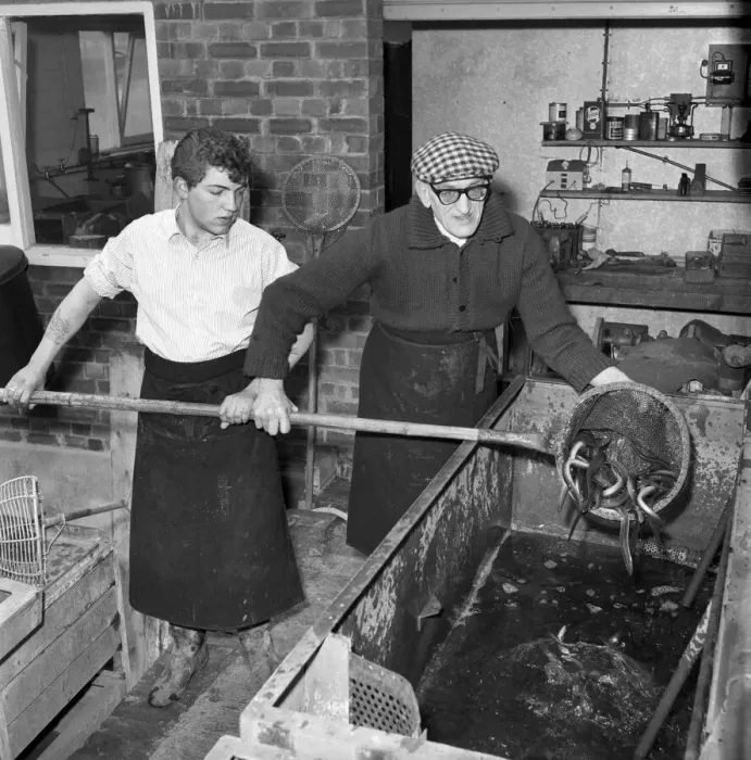 Framed Print : Freshly caught eels seen here being prepare to be made in to East London Framed Print : Freshly caught eels seen here being prepare to be made in to East London