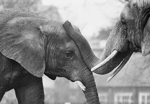 A friendly get-together between two elephants