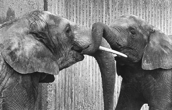 A friendly get-together between two elephants at London Zoo