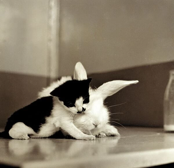 Friendship between a kitten and rabbit 1959