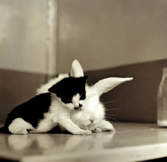 Framed Print : Friendship between a kitten and rabbit 1959