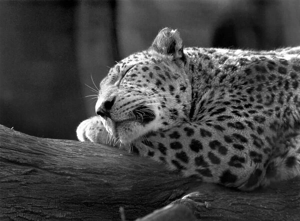 Fritz the Leopard dozes at London Zoo. Circa 1980