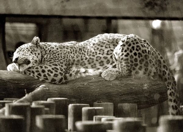 Fritz the Leopard relaxes in the sun - May 1990