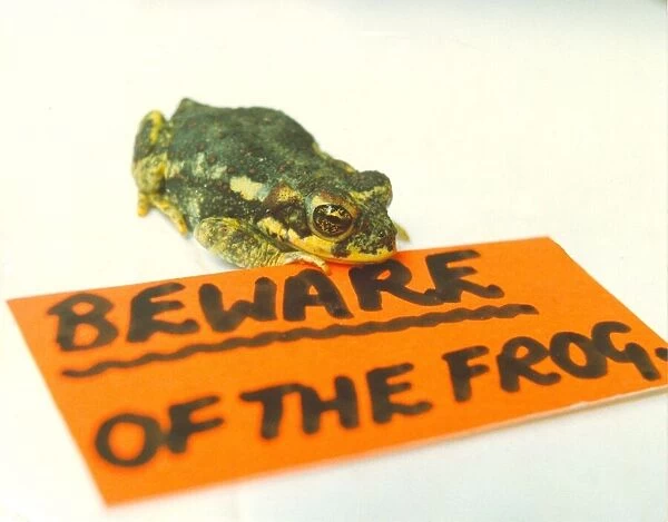 A frog with a beware of frog sign