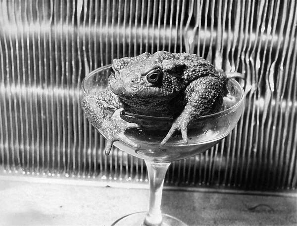 Frogs and Toads: Glassy-eyed, Billy climbs out of a glass after another boozing session