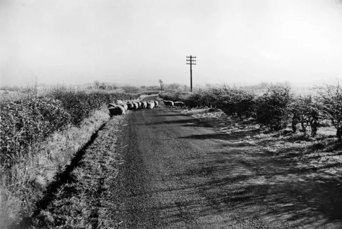 Framed Print : A frosty morning near Lethame Lanarkshire Circa 1950. P000116 Framed Print : A frosty morning near Lethame Lanarkshire Circa 1950. P000116