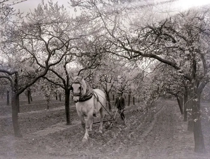 Framed Print : Fruit farmerploughing the fields with a plough horse Circa 1920 A©Mirrorpix