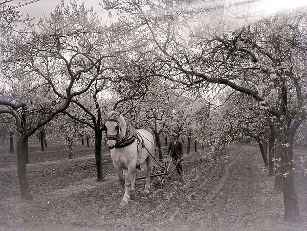 Fruit farmerploughing the fields with a plough horse Circa 1920 A©Mirrorpix