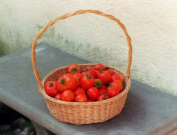 Fruit Tomato Tomatos Italian fresh picked in Basket
