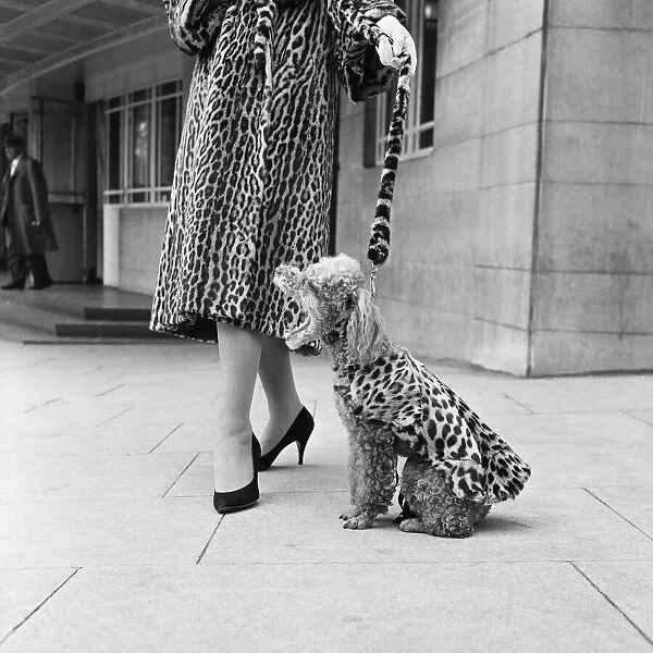 Fur coats for dogs. A doodle wearing a leopard print fur coat September 1957