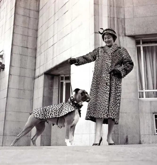 Framed Print : Fur coats for dogs - lady and her boxer dog wearing matching fur coats September