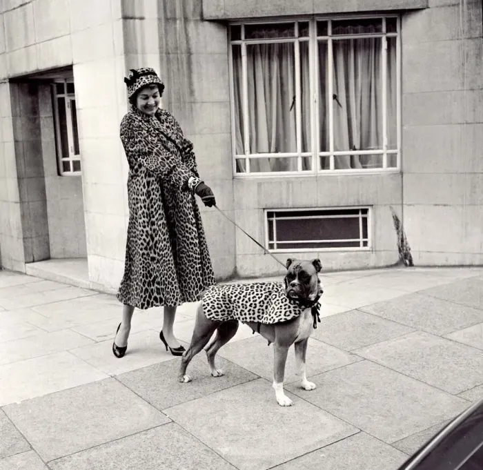 Framed Print : Fur coats for dogs - lady and her boxer dog wearing matching fur coats September