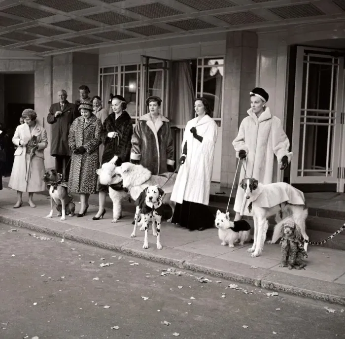 Framed Print : Fur coats for dogs with owners walking - dogs and their lady owners wearing matching fur