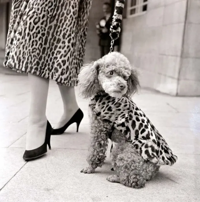 Framed Print : Fur coats for dogs - Poodle in Leopard print fur coat September 1957 1950s