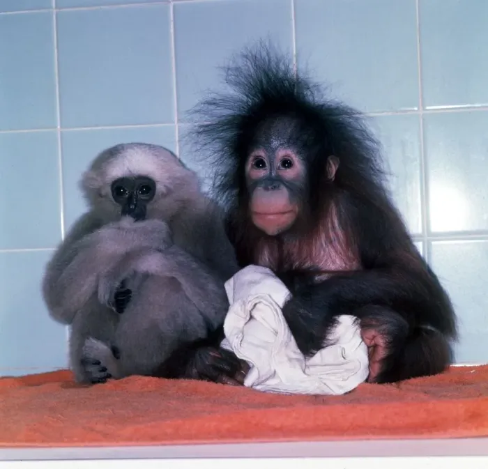 Framed Print : A fuzzy haired baby Orang Utan with baby Gibbon at Twycross Zoo November 1977 Framed Print : A fuzzy haired baby Orang Utan with baby Gibbon at Twycross Zoo November 1977