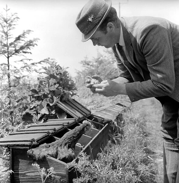 Gamekeeper seen here checking the hen house. 1959