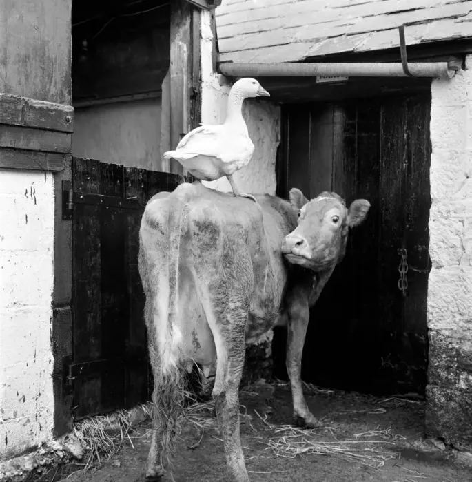 Framed Print : This gander fell in love with a cow, at Pleasant Streams, Sticker, Cornwall