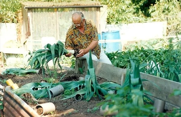 A gardener on the Ponteland allotments where his competition leeks