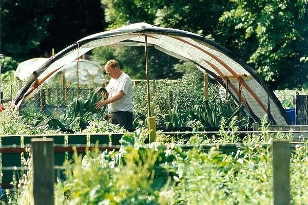 A gardener working with his prize leeks on his allotment in August 1996
