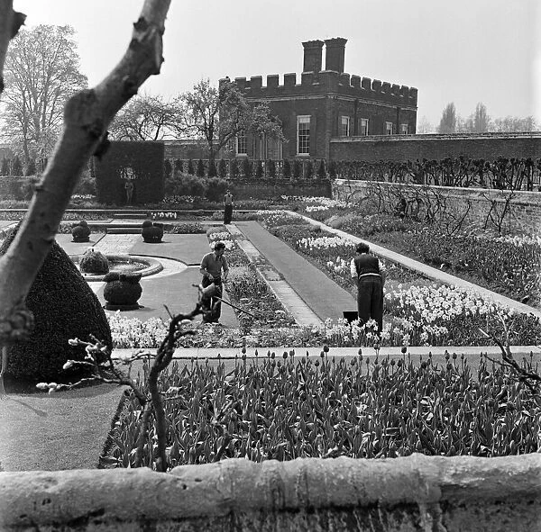 Gardeners working at Hampton Court Palace, London (formerly Middlesex). April 1954