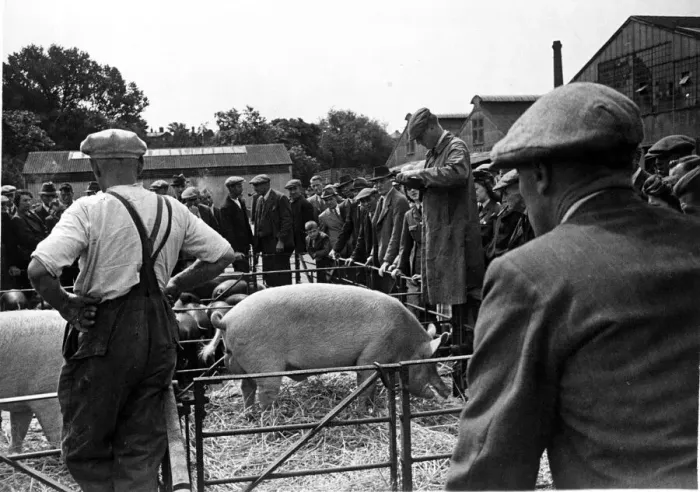 Framed Print : Gathering of farmers at a livestock mark in Maidstone, Kent as a pig is auctioned Framed Print : Gathering of farmers at a livestock mark in Maidstone, Kent as a pig is auctioned