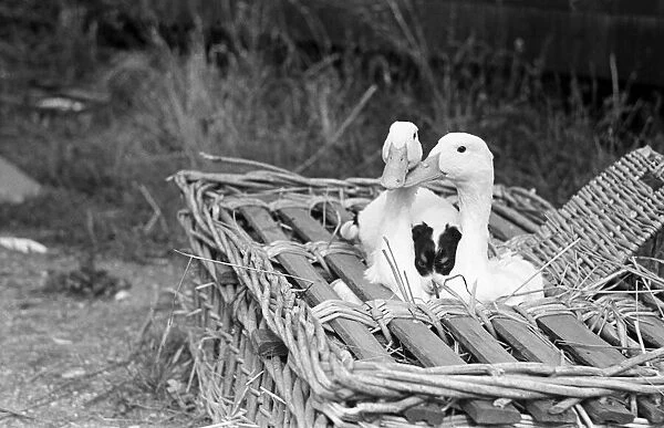 Two geese and a puppy dog in a wicker basket at a pet farm in Ipswich, Suffolk