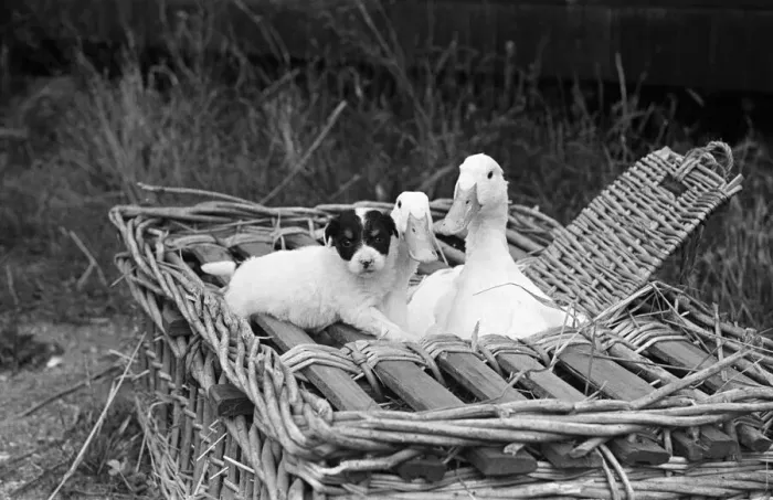 Framed Print : Two geese and a puppy dog in a wicker basket at a pet farm in Ipswich, Suffolk Framed Print : Two geese and a puppy dog in a wicker basket at a pet farm in Ipswich, Suffolk