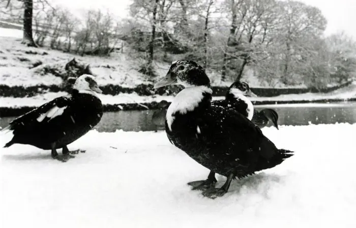Framed Print : Geese in the snow at Saddleworth near Manchester January 1979 1970s